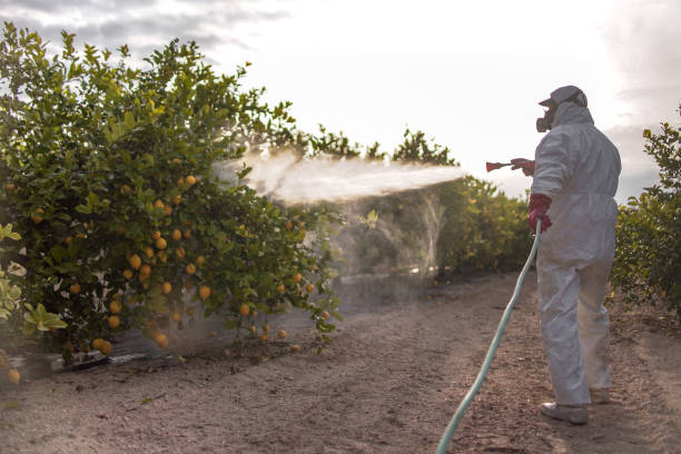 Best Termite Control Services  in Laverne, OK