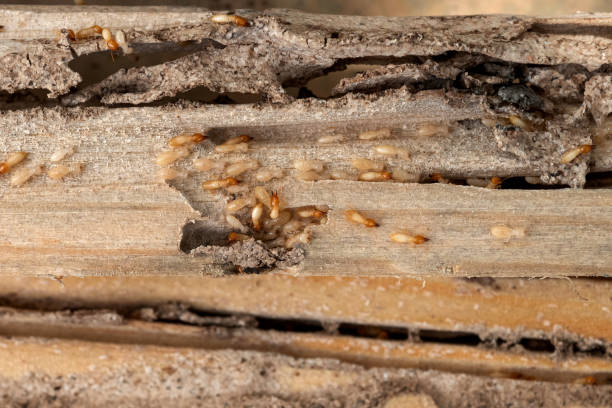 Best Emergency Pest Control  in Laverne, OK